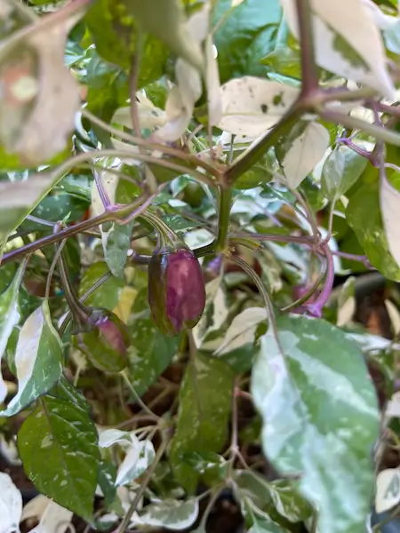 Anguria Pepper